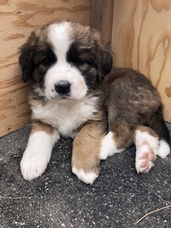 St. Bernese