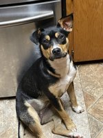 Border Collie /lab mix
