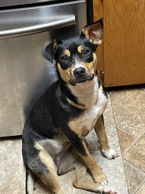 Border Collie /lab mix