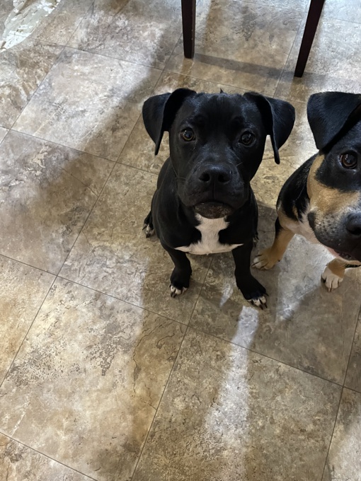 Border Collie /lab mix