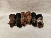 Yorkie/Shorkie