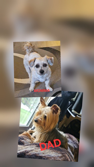 Yorkie/Shorkie