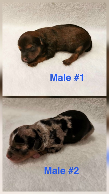 Yorkie/Shorkie