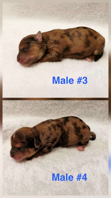 Yorkie/Shorkie