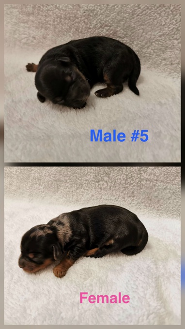 Yorkie/Shorkie