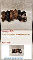 Yorkie/Shorkie