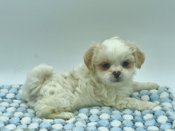 Shihtzu X Maltese