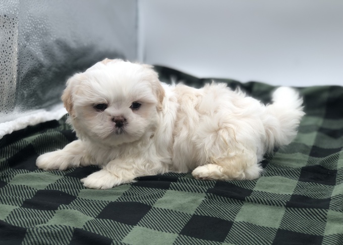 Shihtzu X Maltese