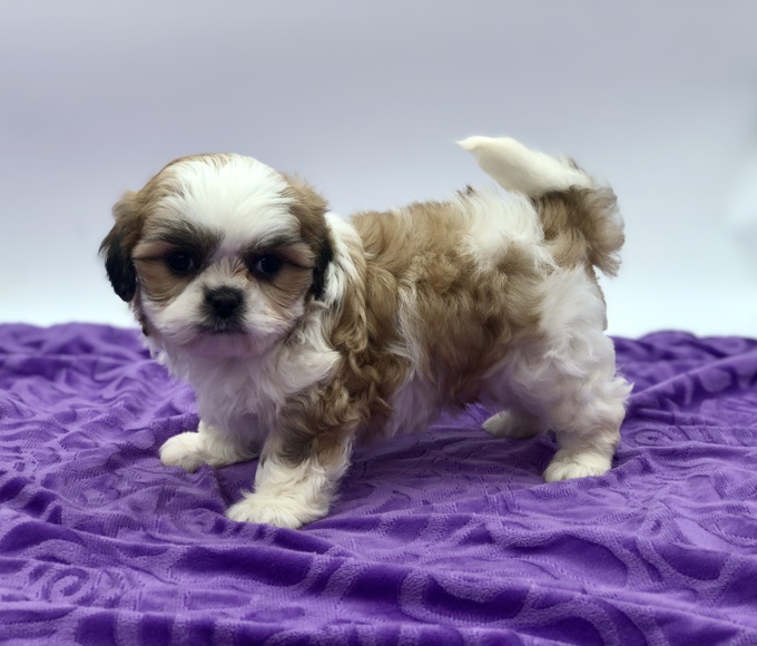 Shihtzu X Maltese