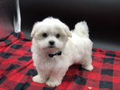 Shihtzu X Maltese