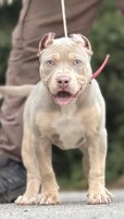 American Bully