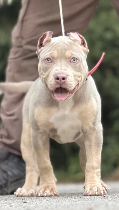 American Bully