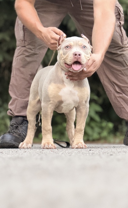 American Bully