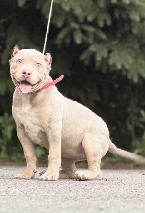 American Bully