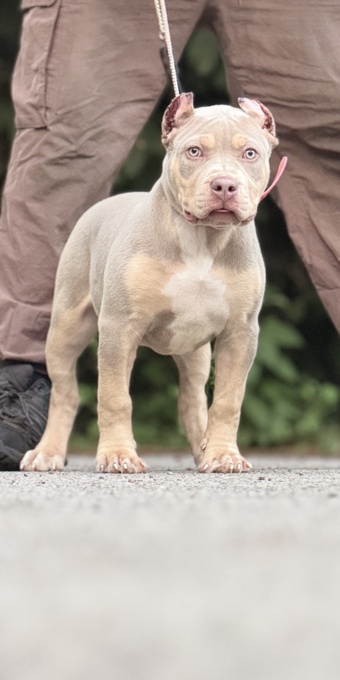 American Bully
