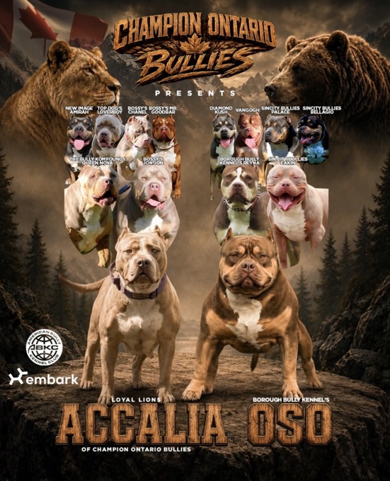 American Bully