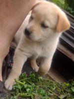 Lab/GermanShepherd Rottweiller