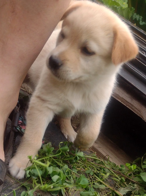 Lab/GermanShepherd Rottweiller