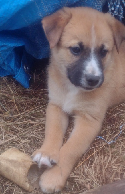 Lab/GermanShepherd Rottweiller