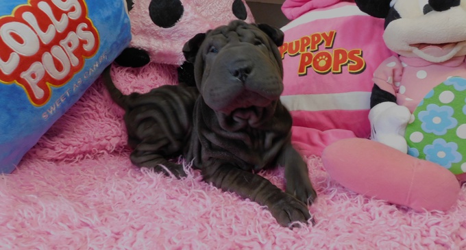 Chinese Shar - Pei Puppies