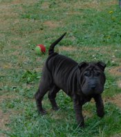Chinese Shar - Pei Puppies