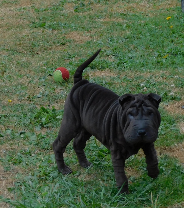 Chinese Shar - Pei Puppies