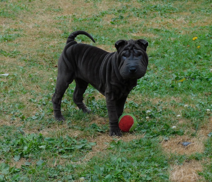 Chinese Shar - Pei Puppies