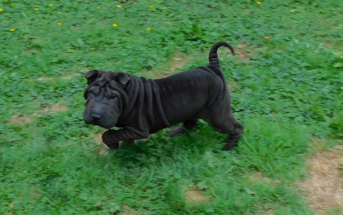 Chinese Shar - Pei Puppies
