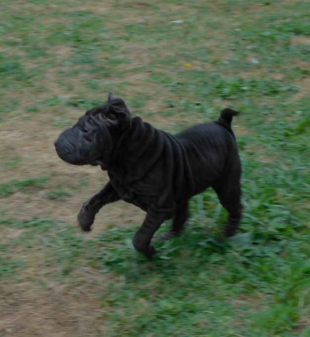 Chinese Shar - Pei Puppies