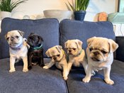 Pug