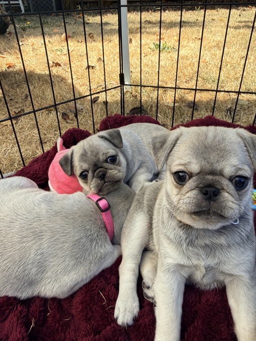 Pug