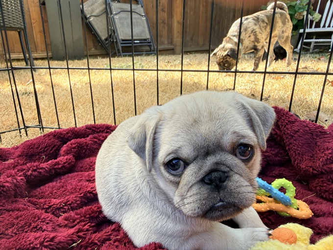 Pug