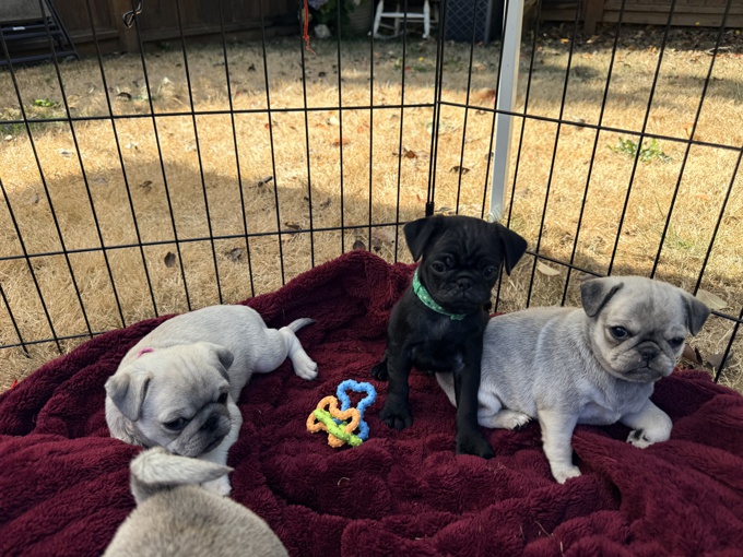 Pug