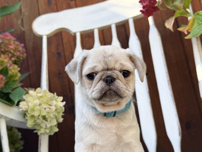 Pug
