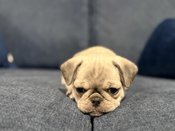 Pug