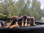 German sheppard/Belgian Malinois/Pyrenee mix