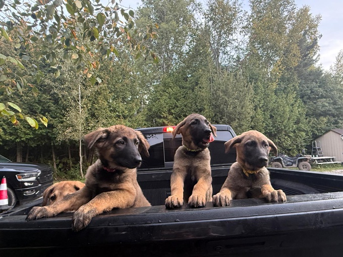 German sheppard/Belgian Malinois/Pyrenee mix