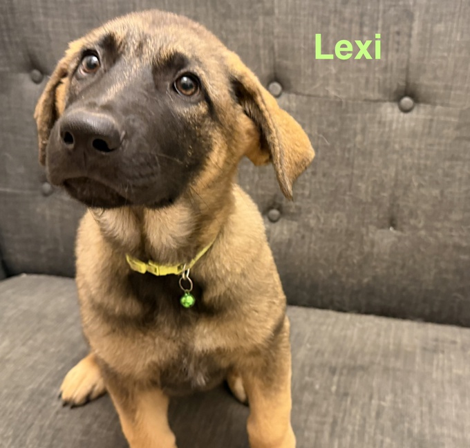 German sheppard/Belgian Malinois/Pyrenee mix