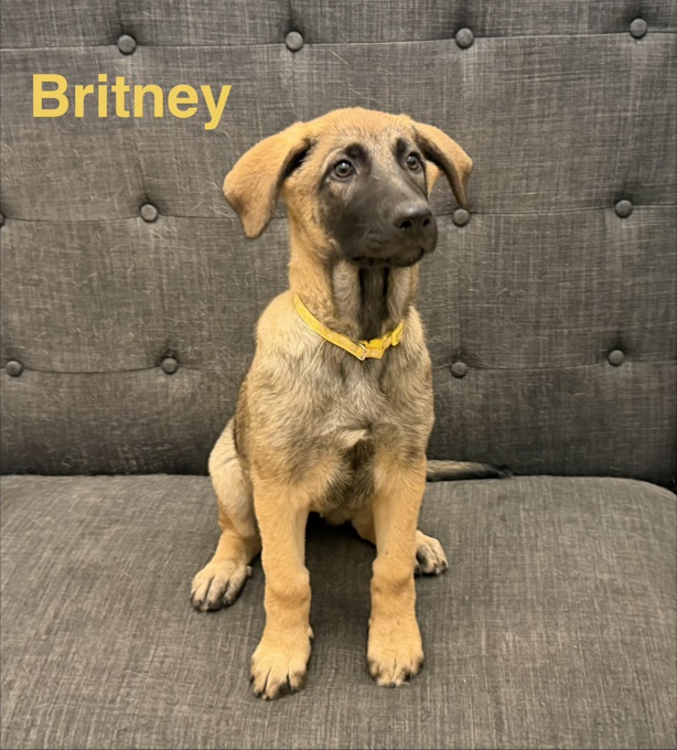 German sheppard/Belgian Malinois/Pyrenee mix