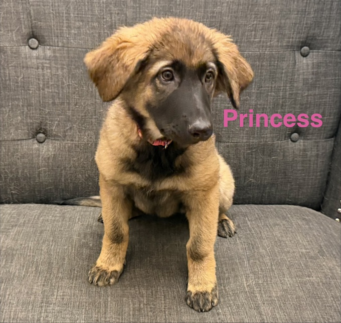 German sheppard/Belgian Malinois/Pyrenee mix