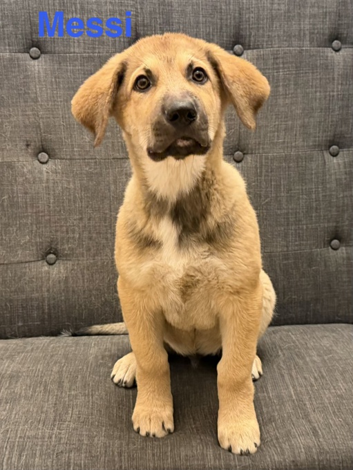 German sheppard/Belgian Malinois/Pyrenee mix