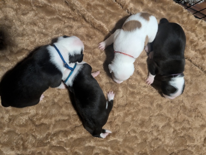 american staff and american pittbull