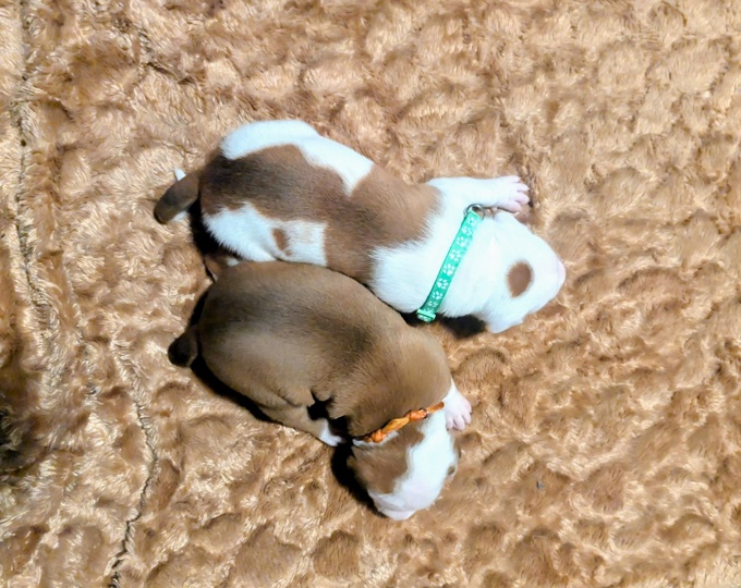 american staff and american pittbull