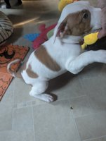 american staff and american pittbull