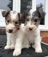 Terrier- Wirefox