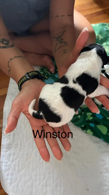 Terrier- Wirefox