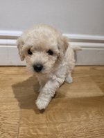 Poochon