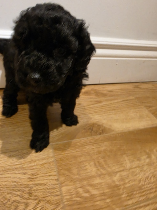 Poochon