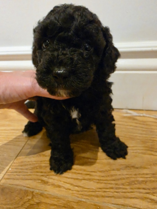 Poochon