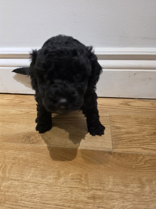 Poochon